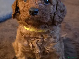 Cavapoo dogs Cavapoos Fb1. READY TO LEAVE NOW ***** - Advert 6