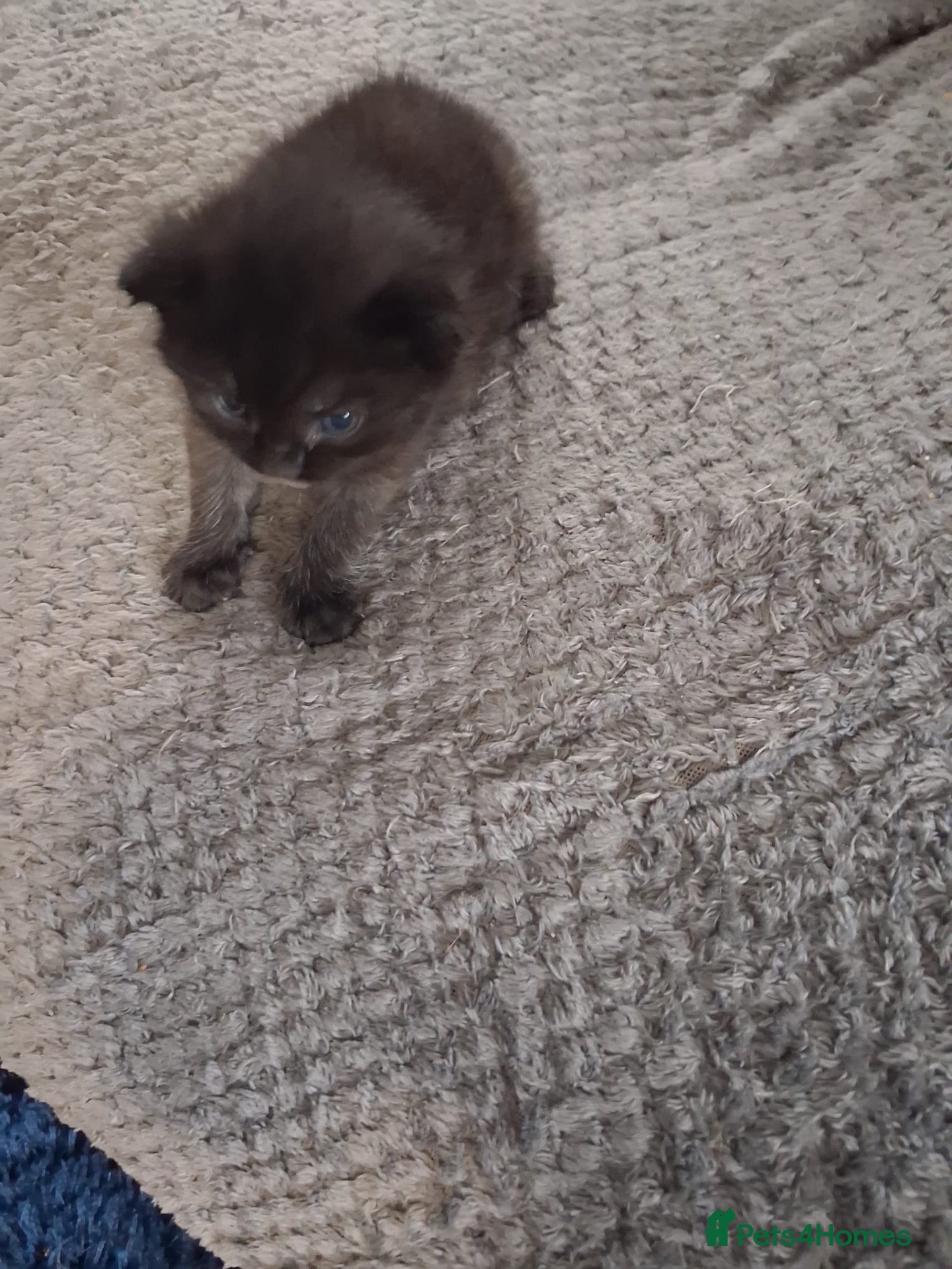 Mixed Breed cats Kittens - Advert 2