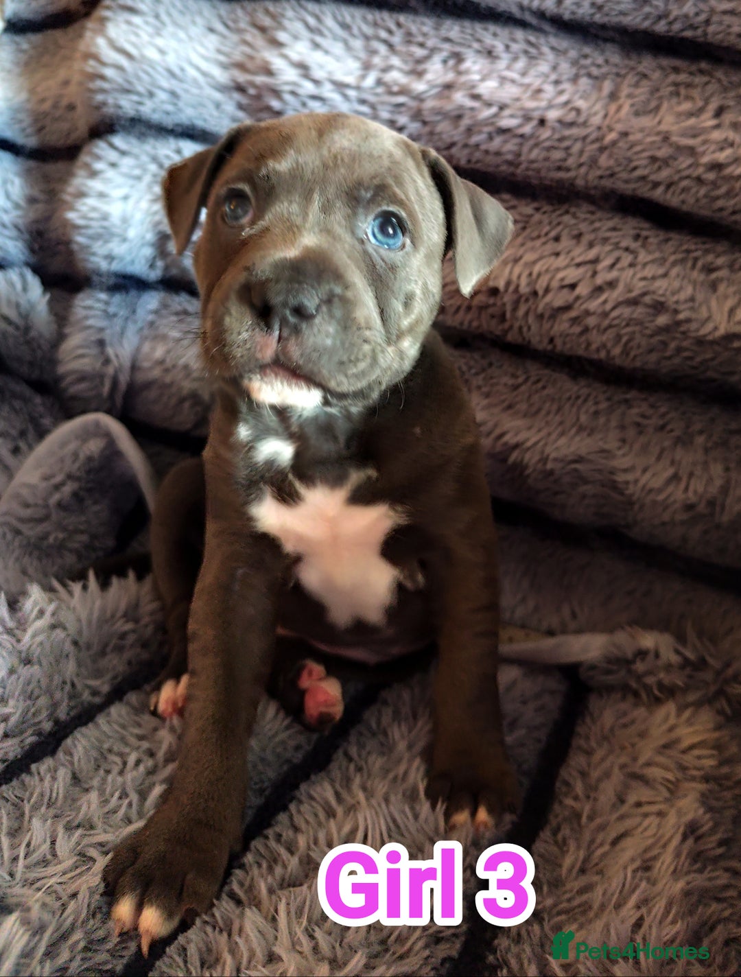 Staffordshire Bull Terrier dogs for sale: Staffordshire bull terrier puppies  - Advert 30
