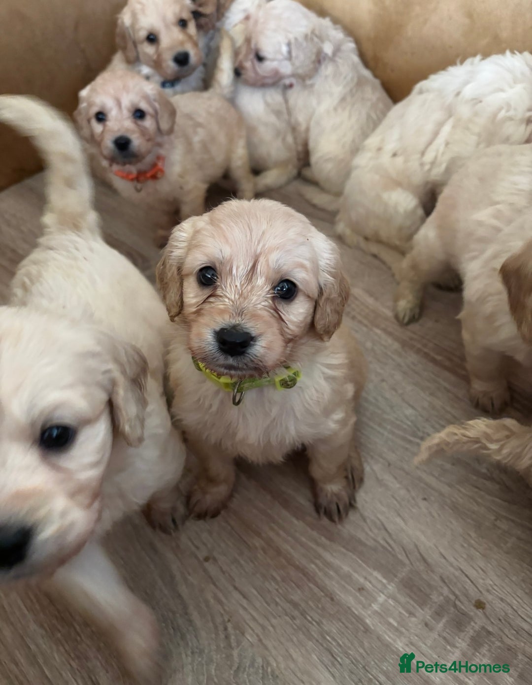 Mini Goldendoodle dogs for sale: 10 beautiful Miniature F1 GoldenDoodle puppies - Advert 18