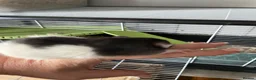 Rat rodents for sale: Rat babies in Swansea - Advert 10
