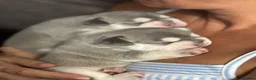 French Bulldog dogs for sale: French bull dogs  - Advert 24