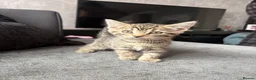 Mixed Breed cats for sale: 2 black males and 1 tabby female  in Basildon - Advert 4