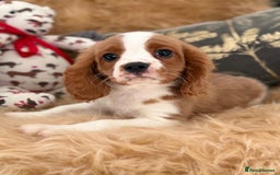 Cavalier King Charles Spaniel dogs for sale: Stunning Cavalier King Charles Spaniel Puppies  in Stafford - Image 12