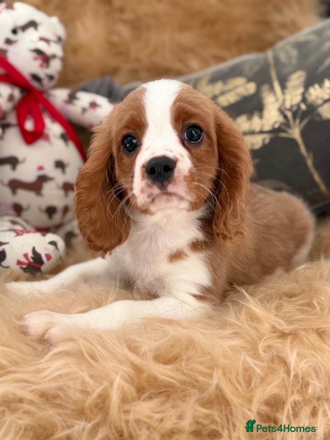 Cavalier King Charles Spaniel dogs for sale: Stunning Cavalier King Charles Spaniel Puppies  in Stafford - Image 12