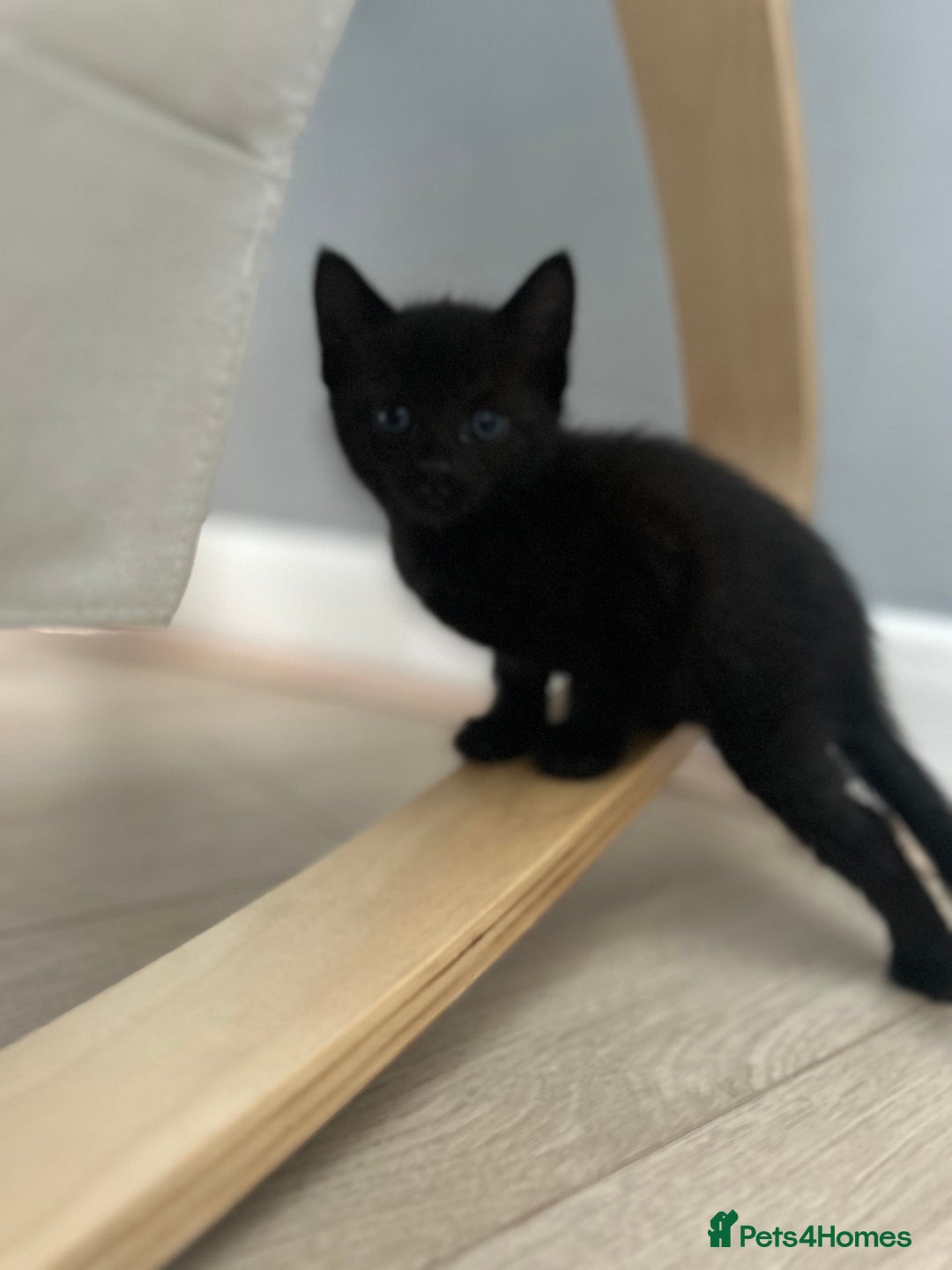 Mixed Breed cats for sale: 4 beautiful kittens for sale £120 each  - Image 6