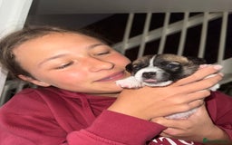Jack Russell dogs for sale: Miniature Jack Russell terrier 3 boys and 3 girls  - Image 34