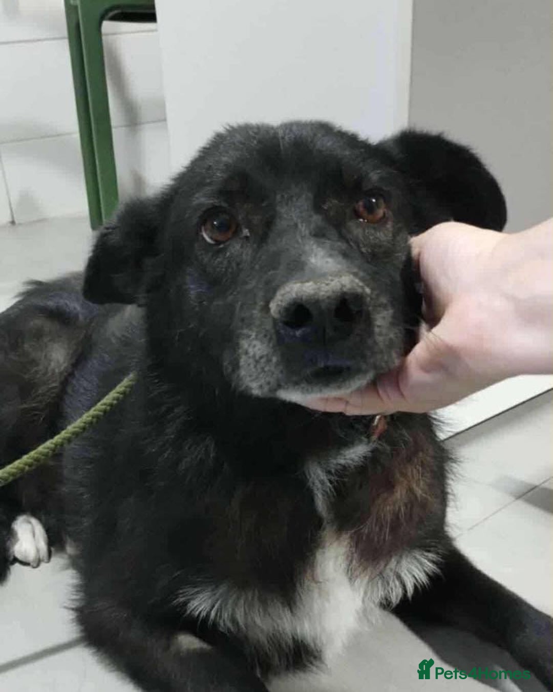 Mixed Breed dogs for adoption: Jolly Joe - Advert 2