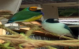 Finches birds for sale: Gouldian finches pairs  - Image 7