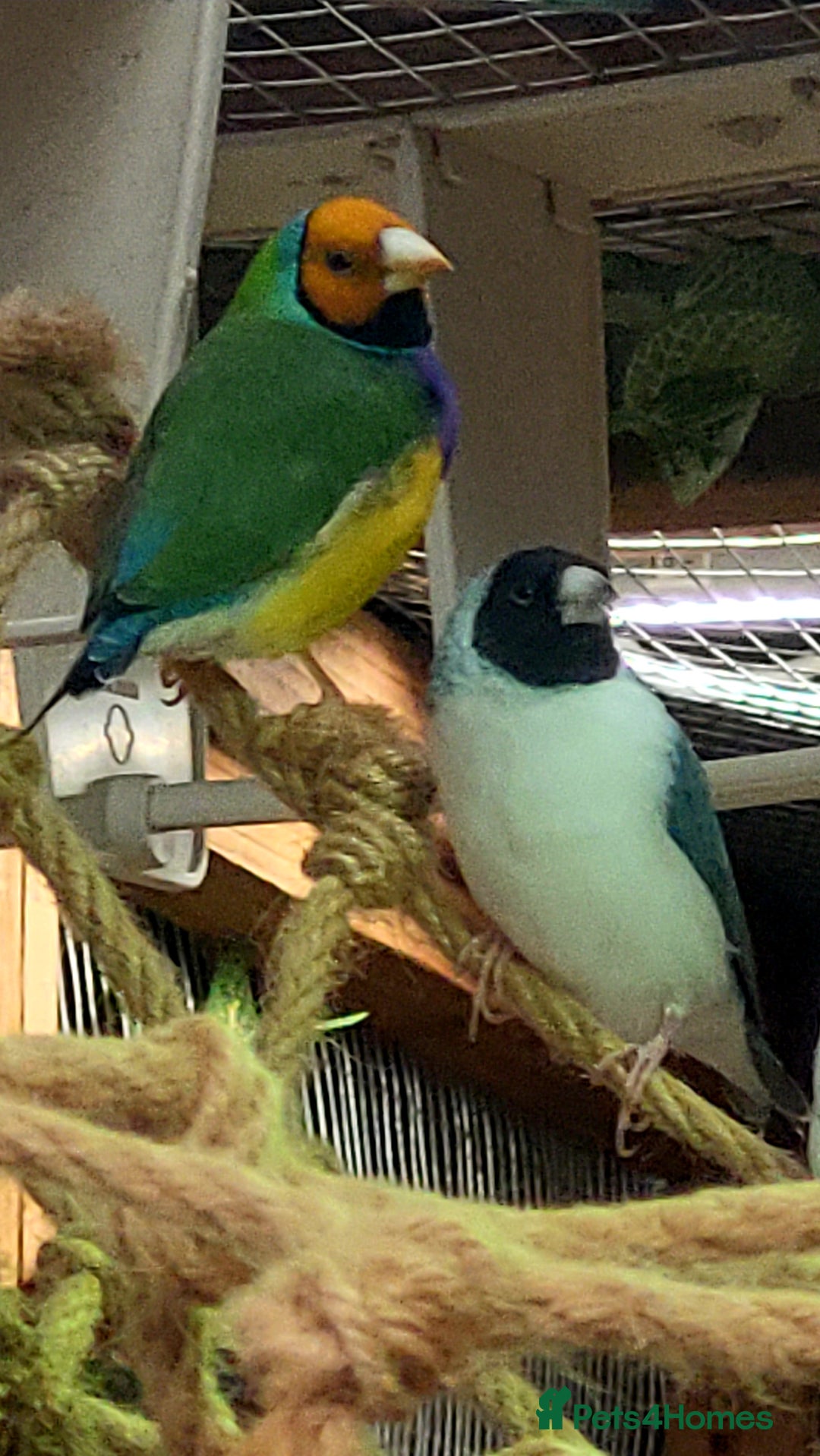 Finches birds for sale: Gouldian finches pairs  - Image 7