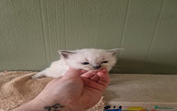 Ragdoll cats for sale: 5 beautiful ragdoll kittens - Image 3