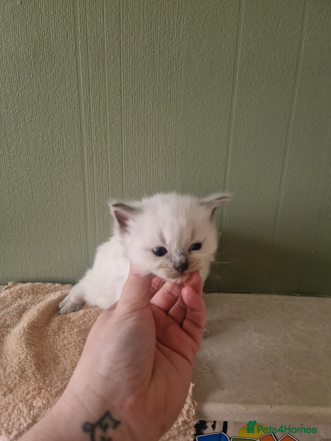 Ragdoll cats for sale: 5 beautiful ragdoll kittens - Image 3