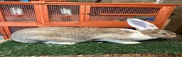 Continental Giant rabbits for sale: Pure breed continental giants female  - Advert 8