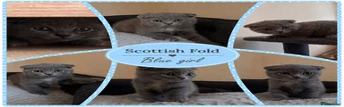 Scottish Fold 3