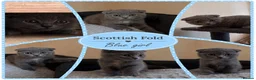 Scottish Fold cats for sale: TICA Vaccinated&Ready  toLeave SCOTTISH FOLD  - Advert 3