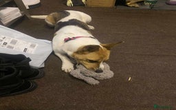 Mixed Breed dogs for sale: Pretty Pixie 😍 - Image 6