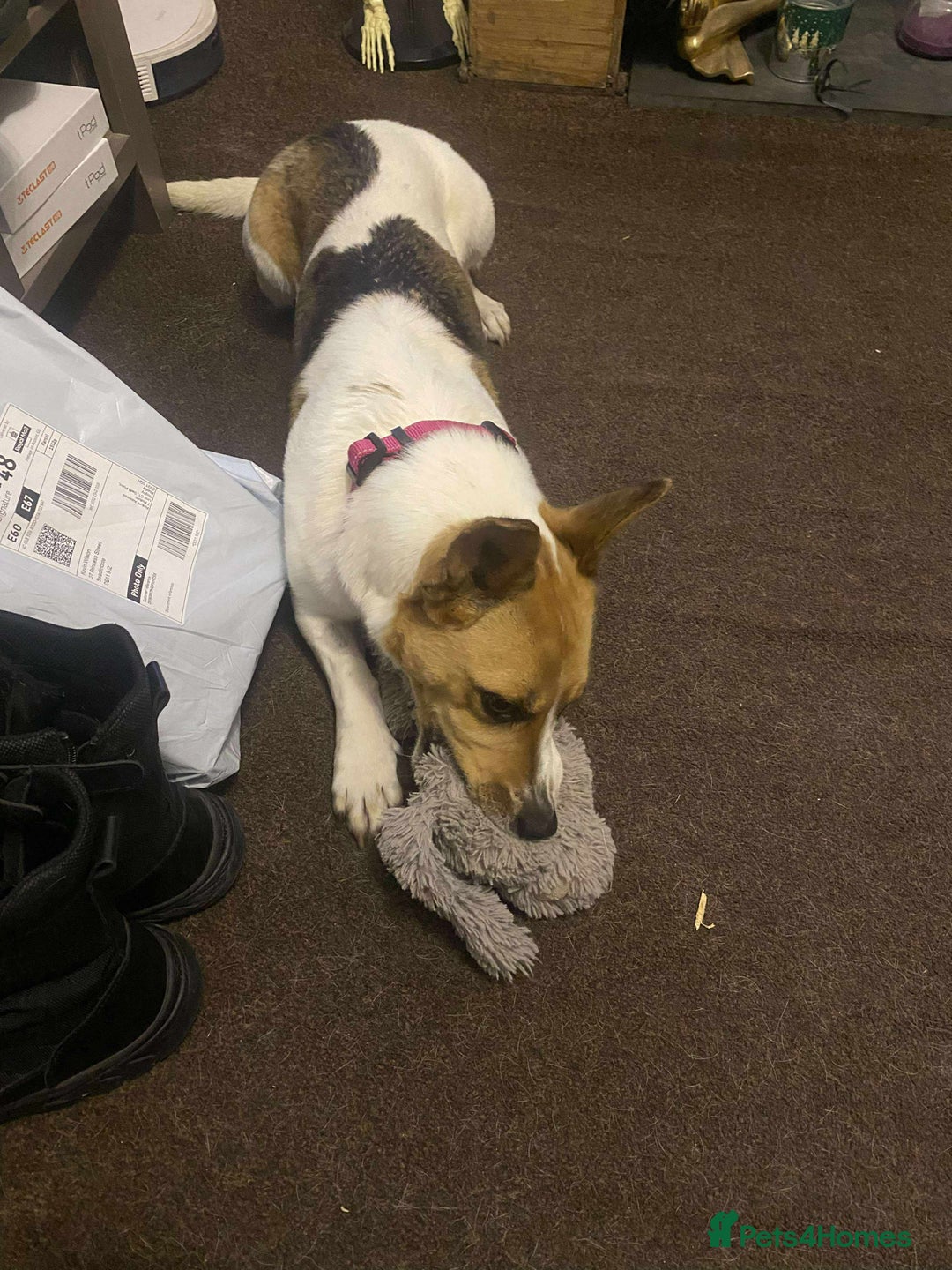 Mixed Breed dogs for sale: Pretty Pixie 😍 - Image 6