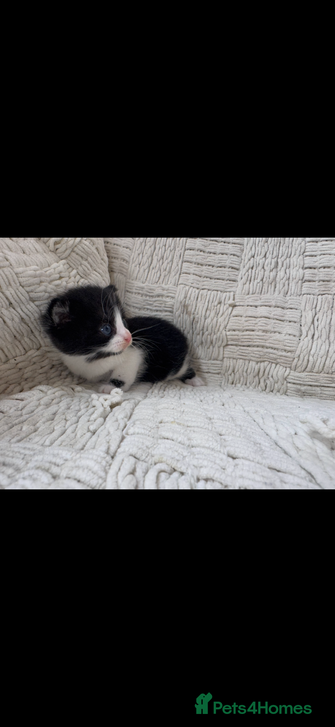 Mixed Breed cats for sale: Beautiful kittens For sale  - Image 12