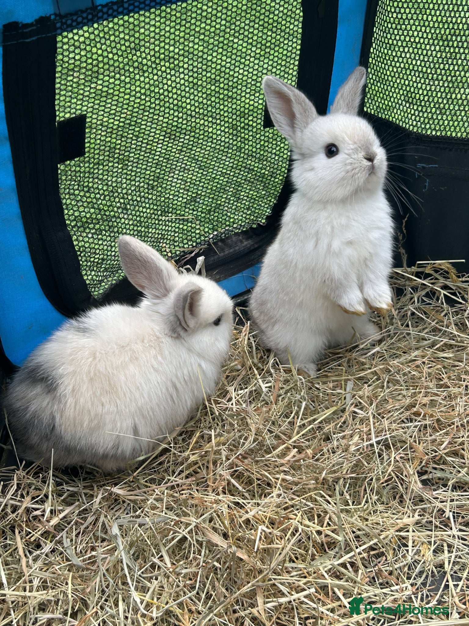 Mini Lop rabbits 2 pure mini lops - Advert 2