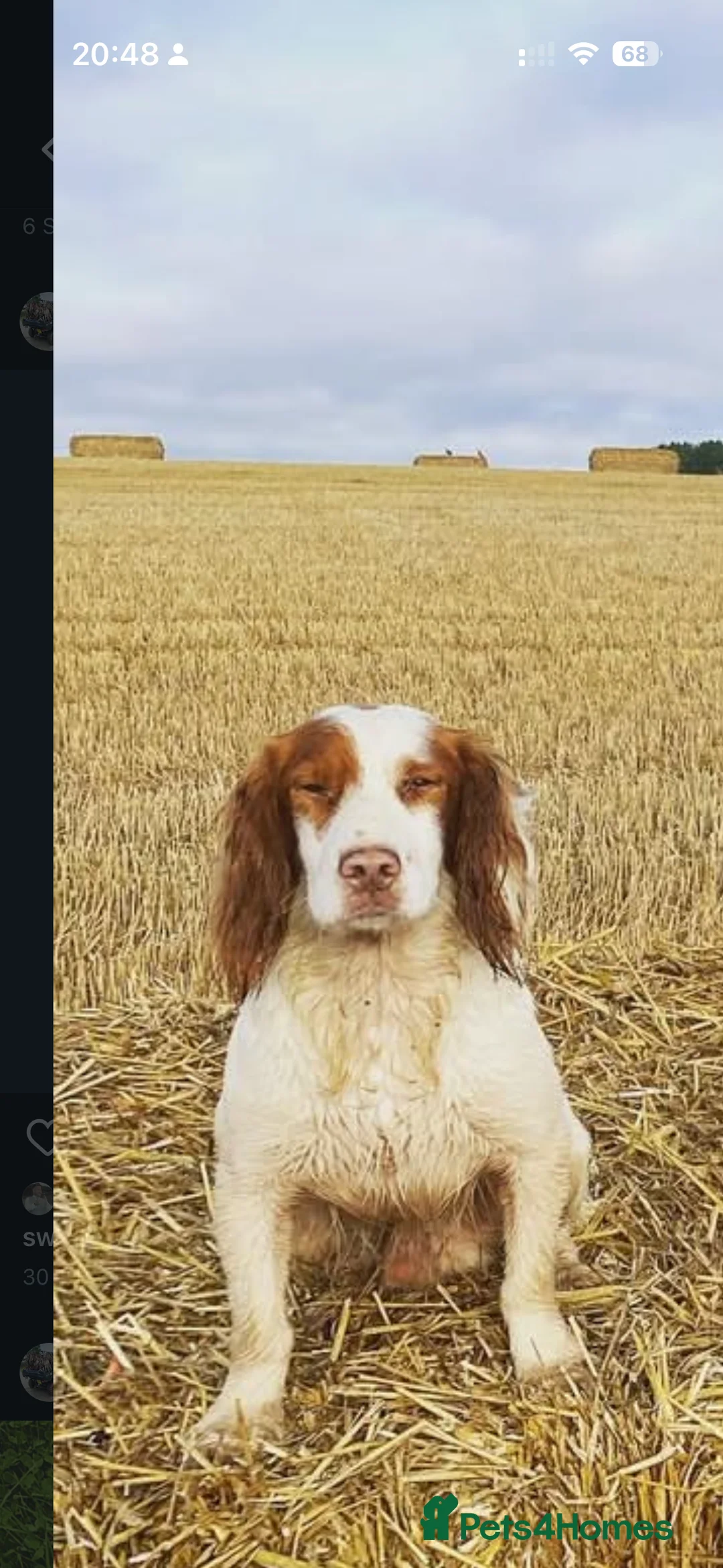 Cocker Spaniel dogs for sale: KC registered Cocker spaniel  - Advert 3