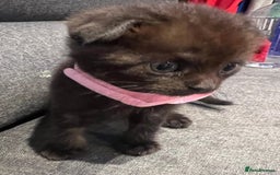 Scottish Fold cats for sale: Beautiful Scottish Fiold/Maine Coon  - Image 5