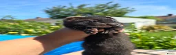 Ferret rodents for sale: 2 beautiful self black Ferret Kits - Advert 5