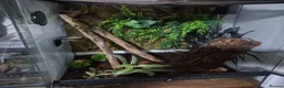 Gecko reptiles for sale: Leachie Gecko plus setup - Advert 9