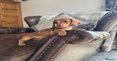 Dachshund dogs - Advert 4
