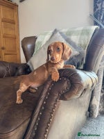 Dachshund dogs - Advert 9