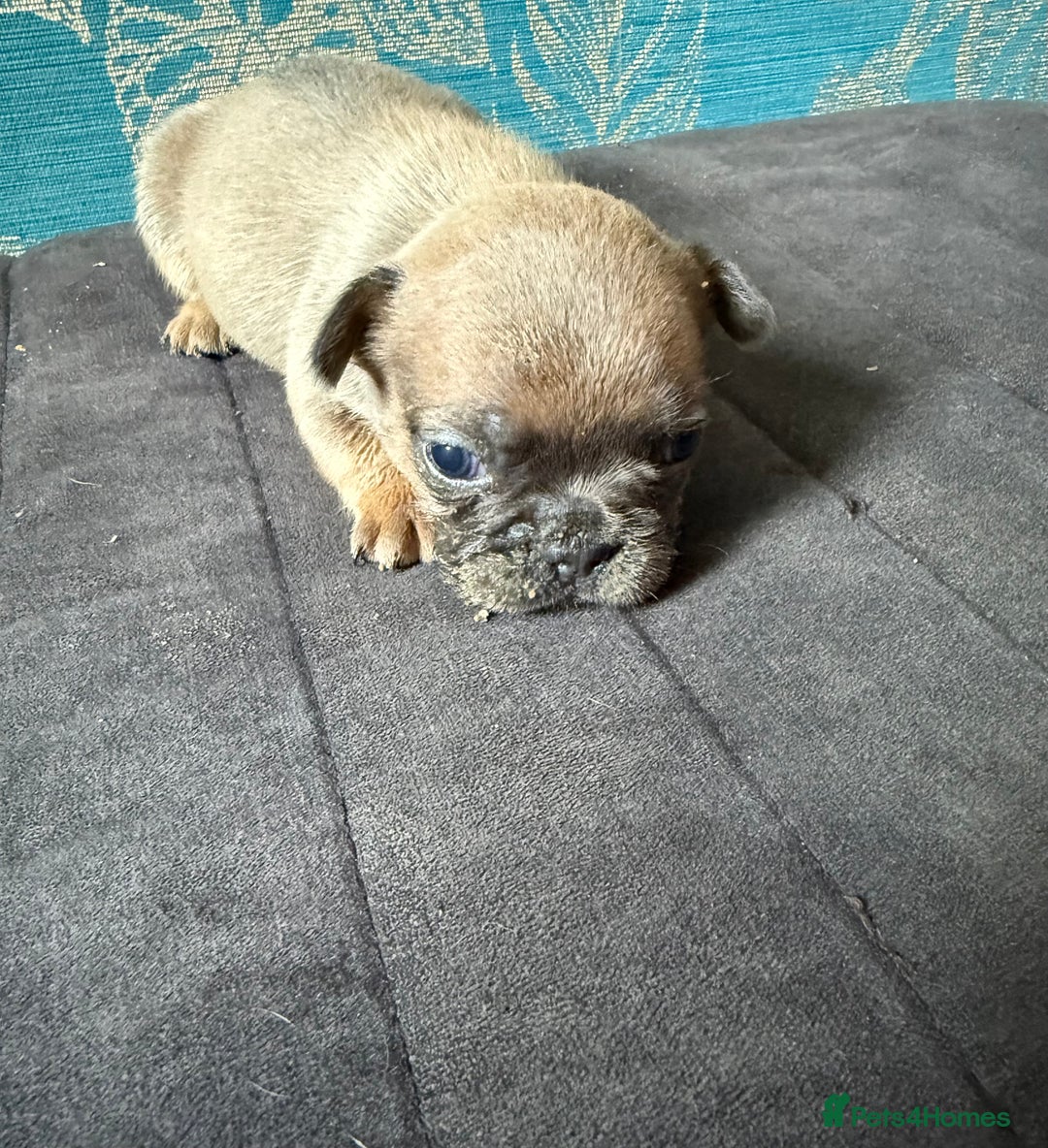 French Bulldog dogs for sale: Beautiful frenchie puppies  - Image 5
