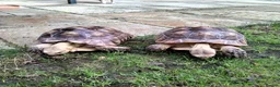 Tortoise reptiles for sale: Two Sulcata Tortoise  in Maldon - Advert 2