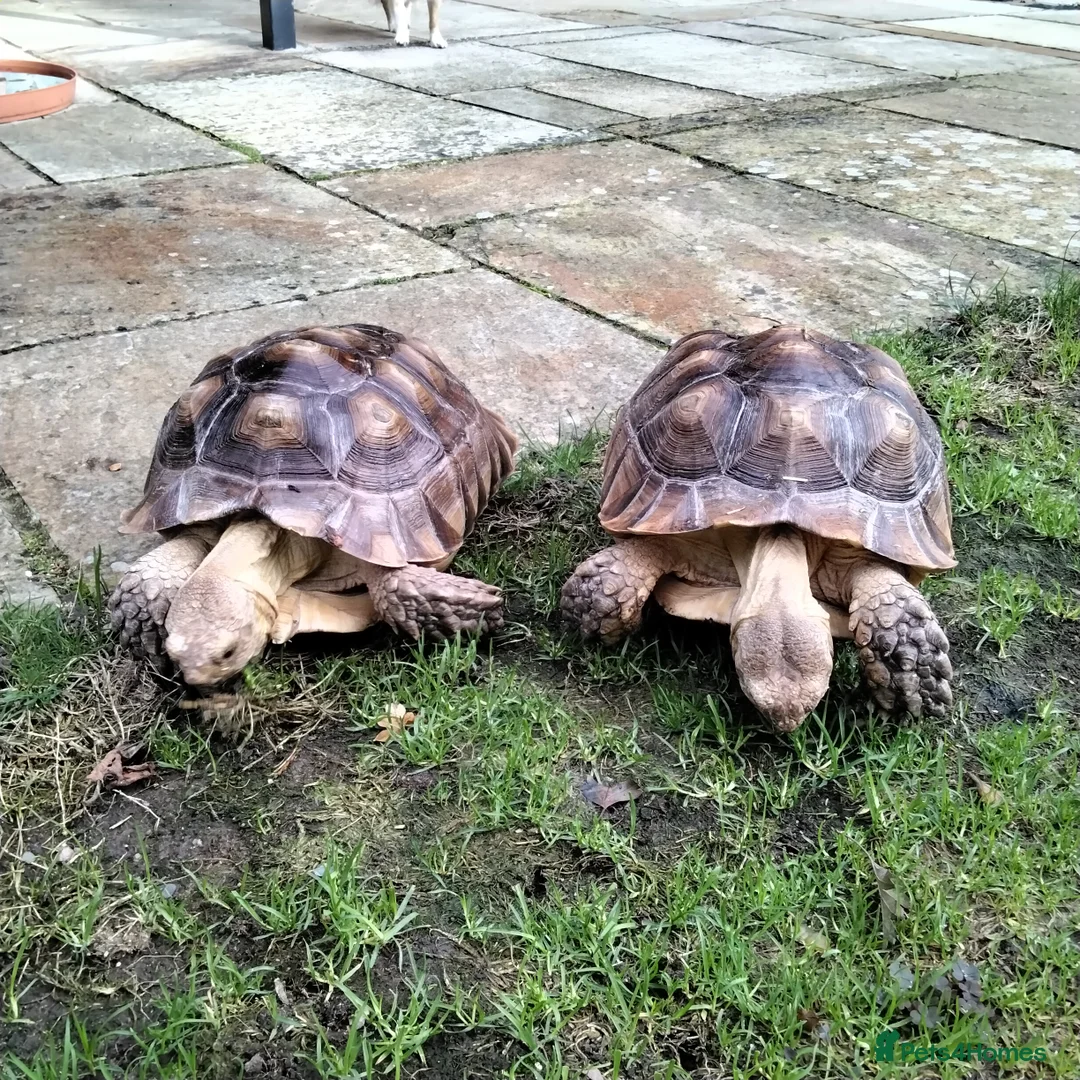 Tortoise reptiles for sale: Two Sulcata Tortoise  in Maldon - Advert 2