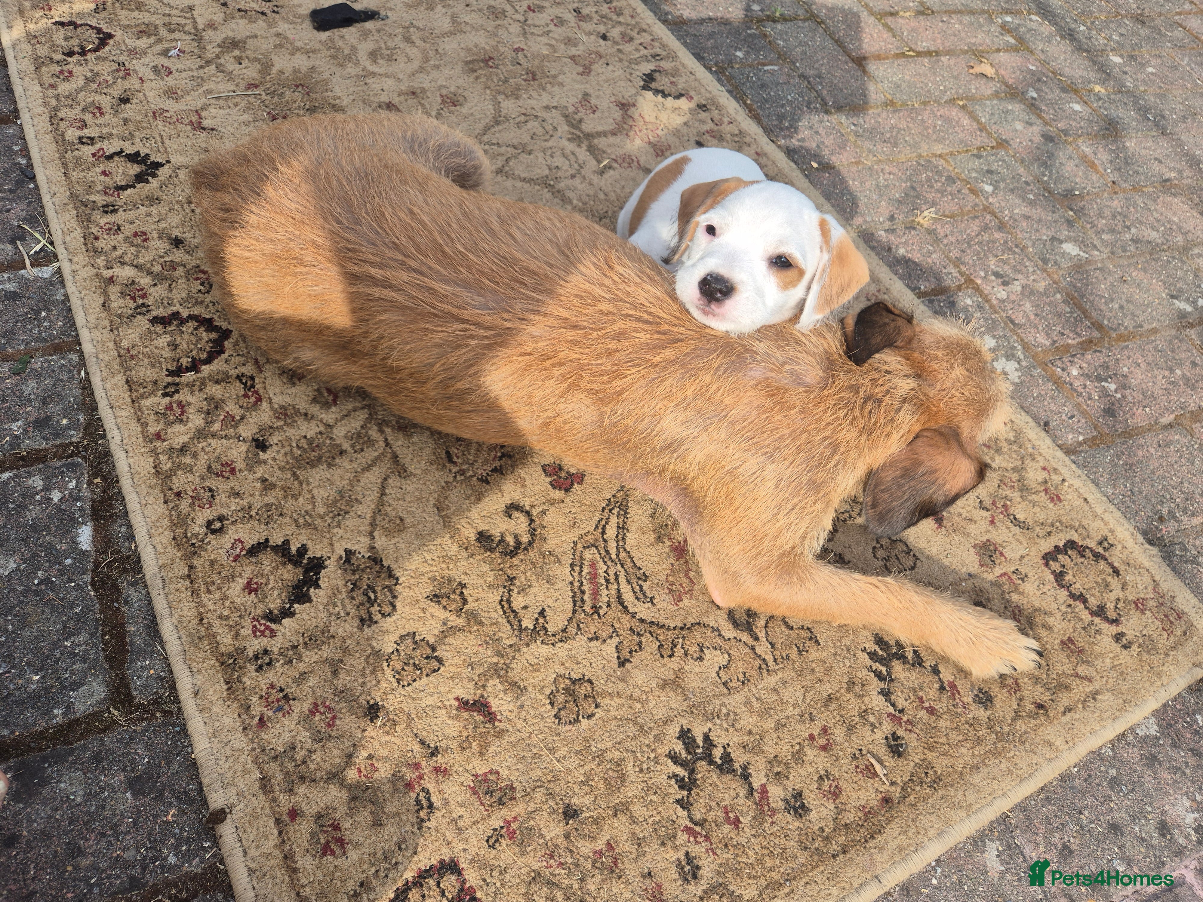 Mixed Breed dogs Border / Parson terrier mix puppies - Advert 21