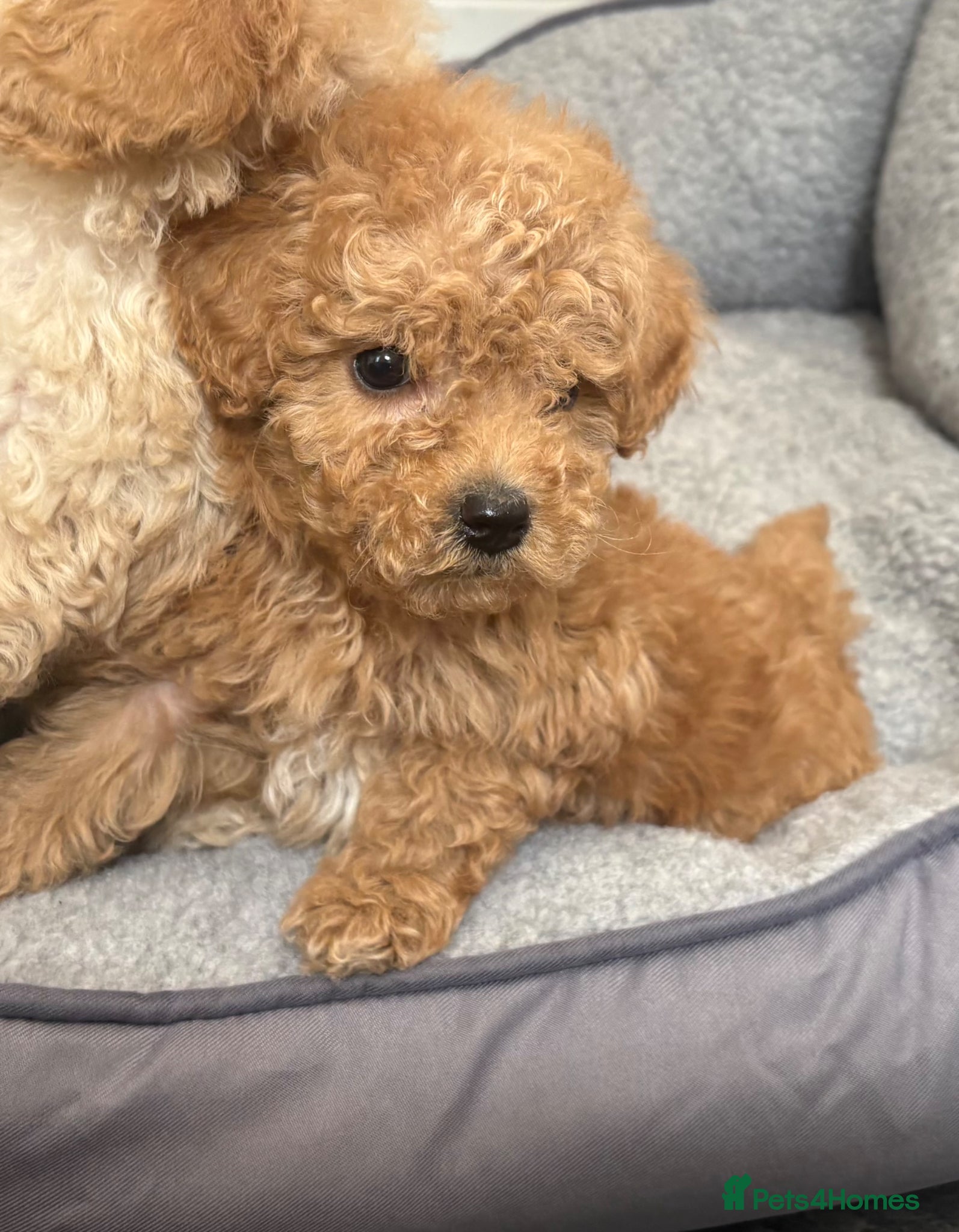 Cavapoo dogs Luxury toyf1b  Cavapoo - Advert 18