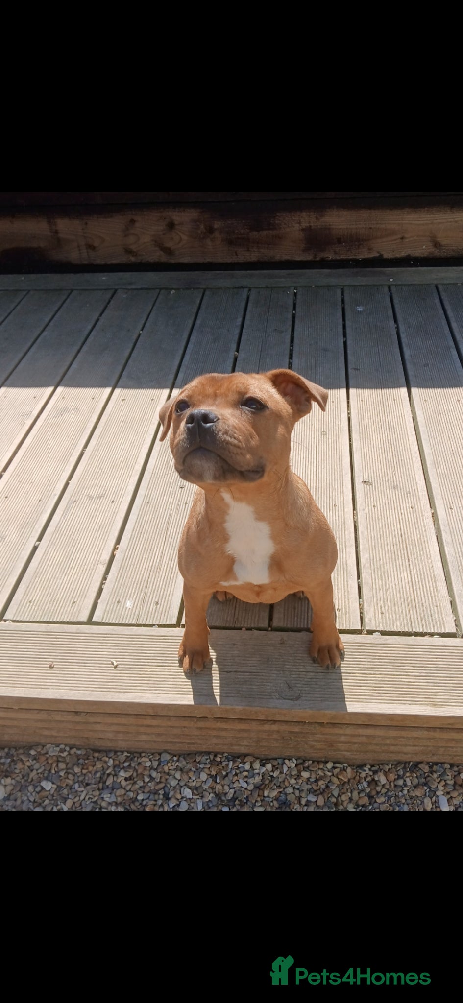 Staffordshire Bull Terrier dogs KC Red Staffordshire Bull Terrier  - Advert 1