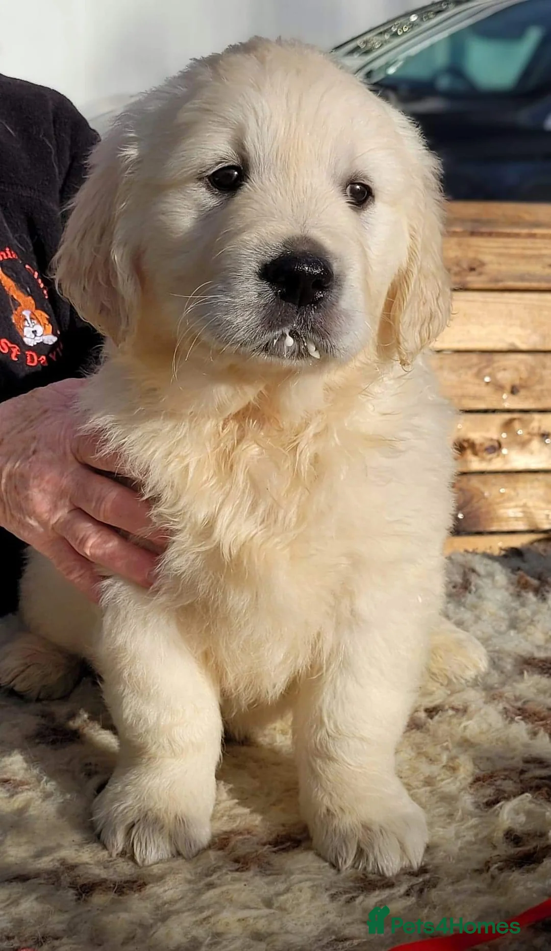 Golden Retriever dogs for stud: Cesarka Golden Retrievers in Conwy - Advert 16