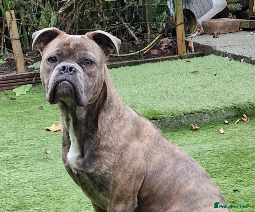 Old Tyme Bulldog dogs for sale: Pregnancy confirmed Old Tyme Bulldog Puppies  - Advert 3