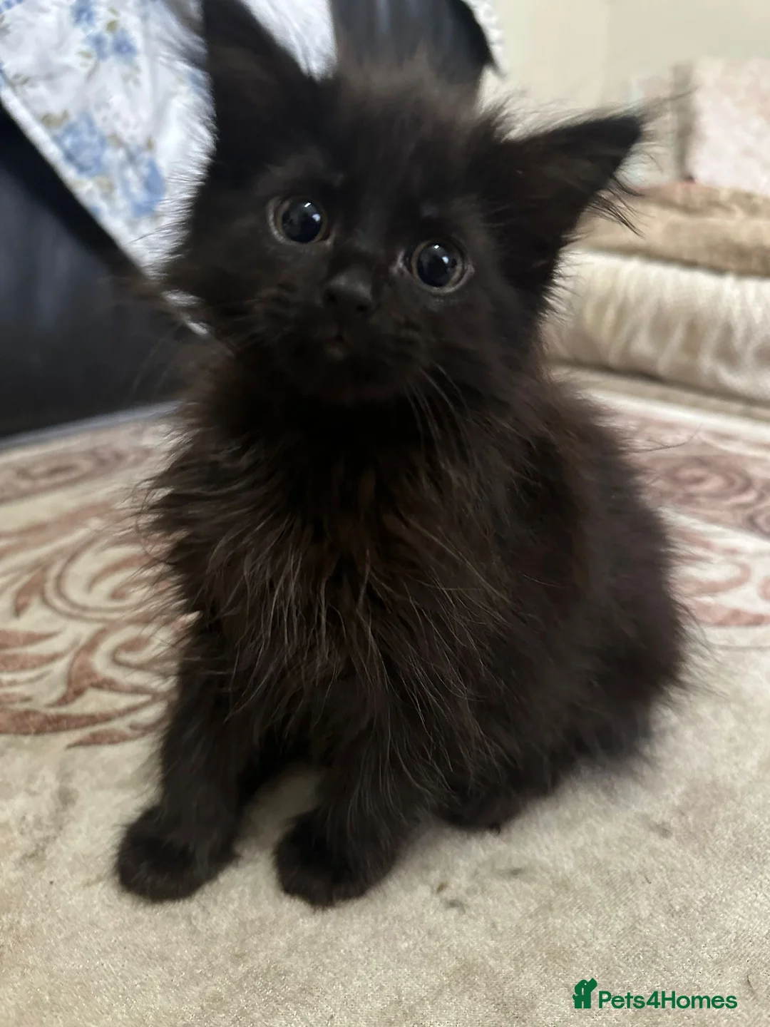 Mixed Breed cats for sale: Beautiful Mixed Breed Ragdoll x Long hair kittens - Advert 1