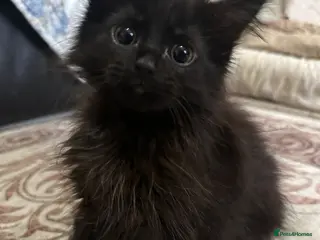 Mixed Breed cats Beautiful Mixed Breed Ragdoll x Long hair kittens - Advert 2