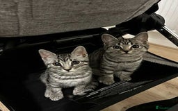 Bengal cats for sale: Two beautiful BSH/Bengal mix cats for sale  - Image 5