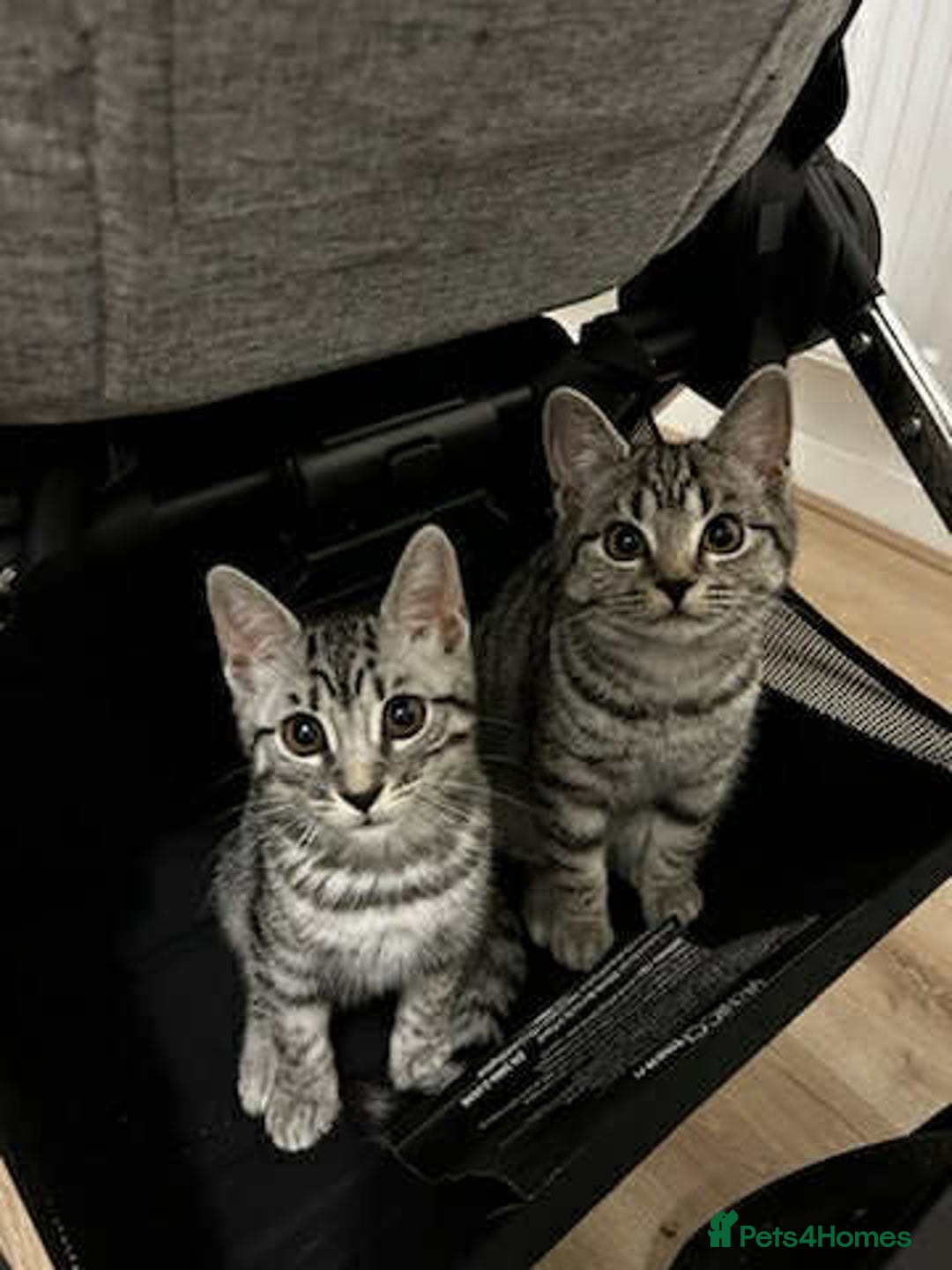 Bengal cats for sale: Two beautiful BSH/Bengal mix cats for sale  - Image 5