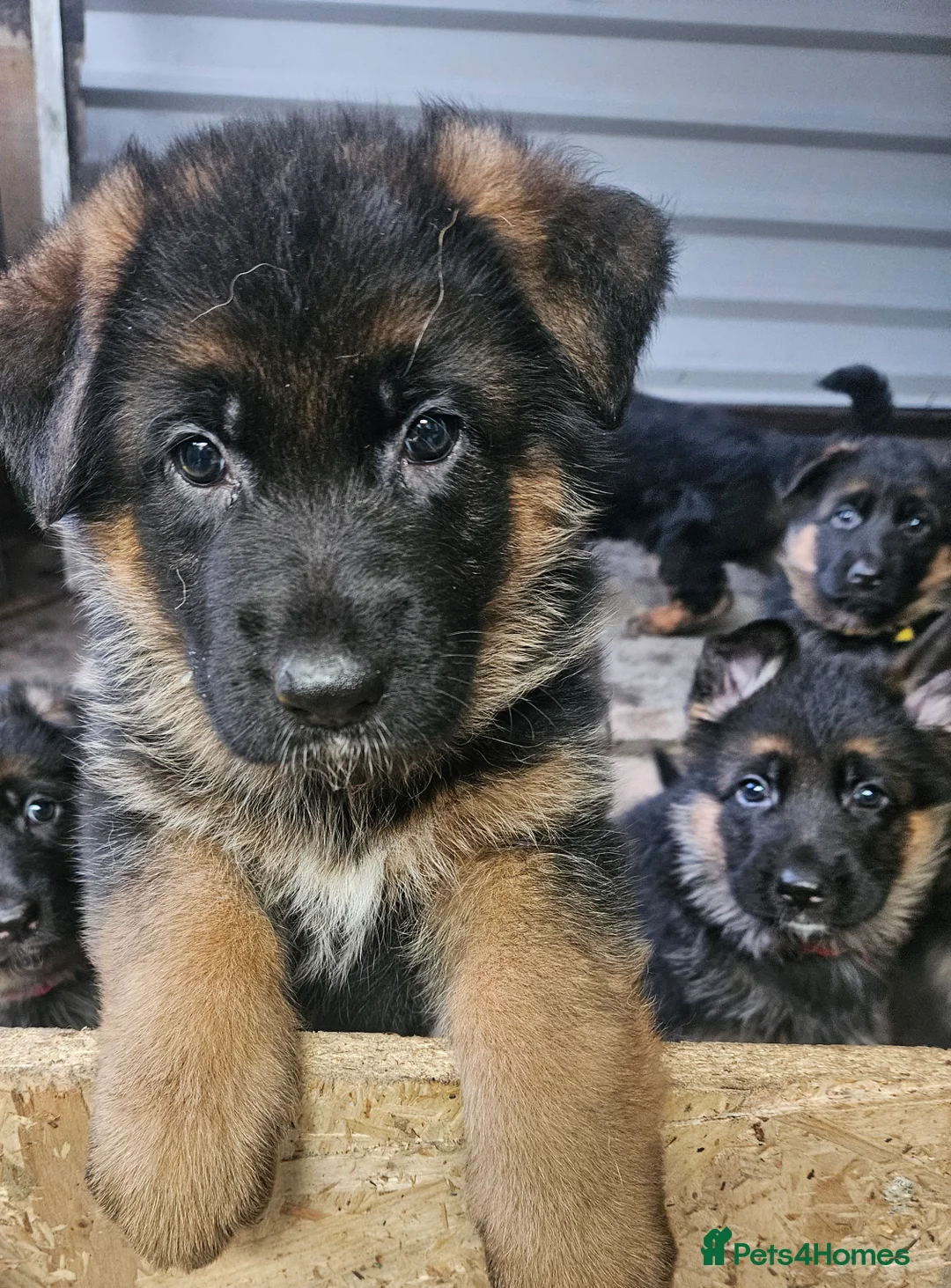 German Shepherd dogs for sale: German shepherd puppies - Advert 10