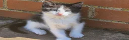 Mixed Breed cats for sale: CUTE KITTENS FOR SALE (NEED GO ASAP) - Advert 13