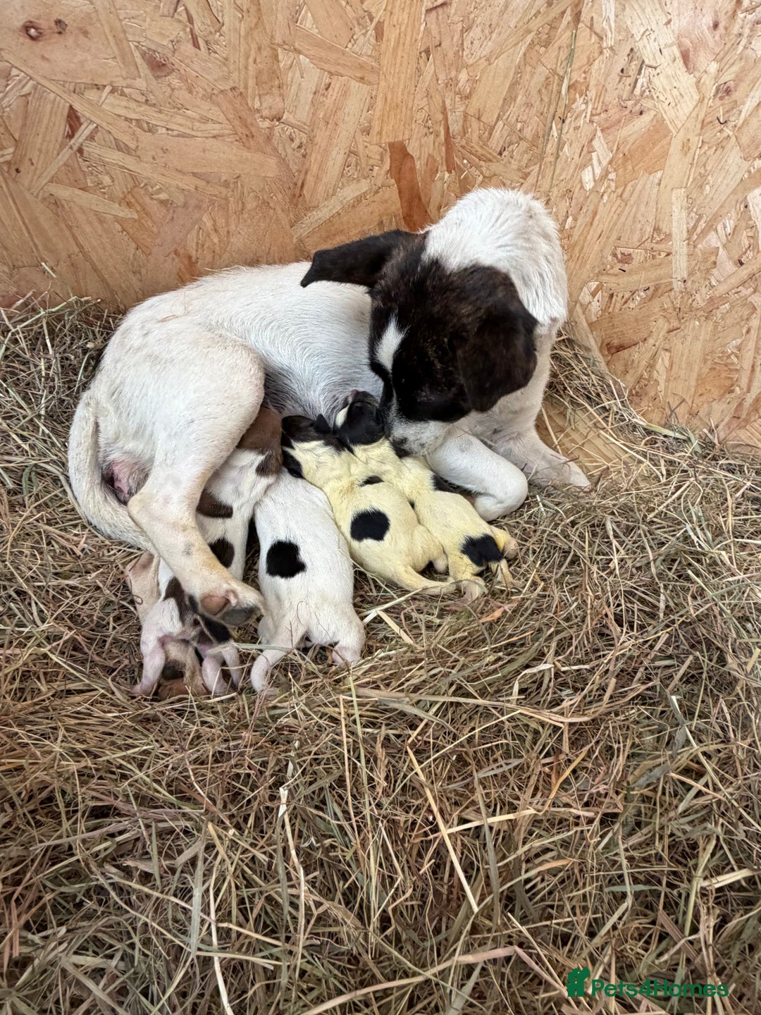 Jack Russell dogs for sale: Adorable Jack russel puppy’s for sale - Advert 11