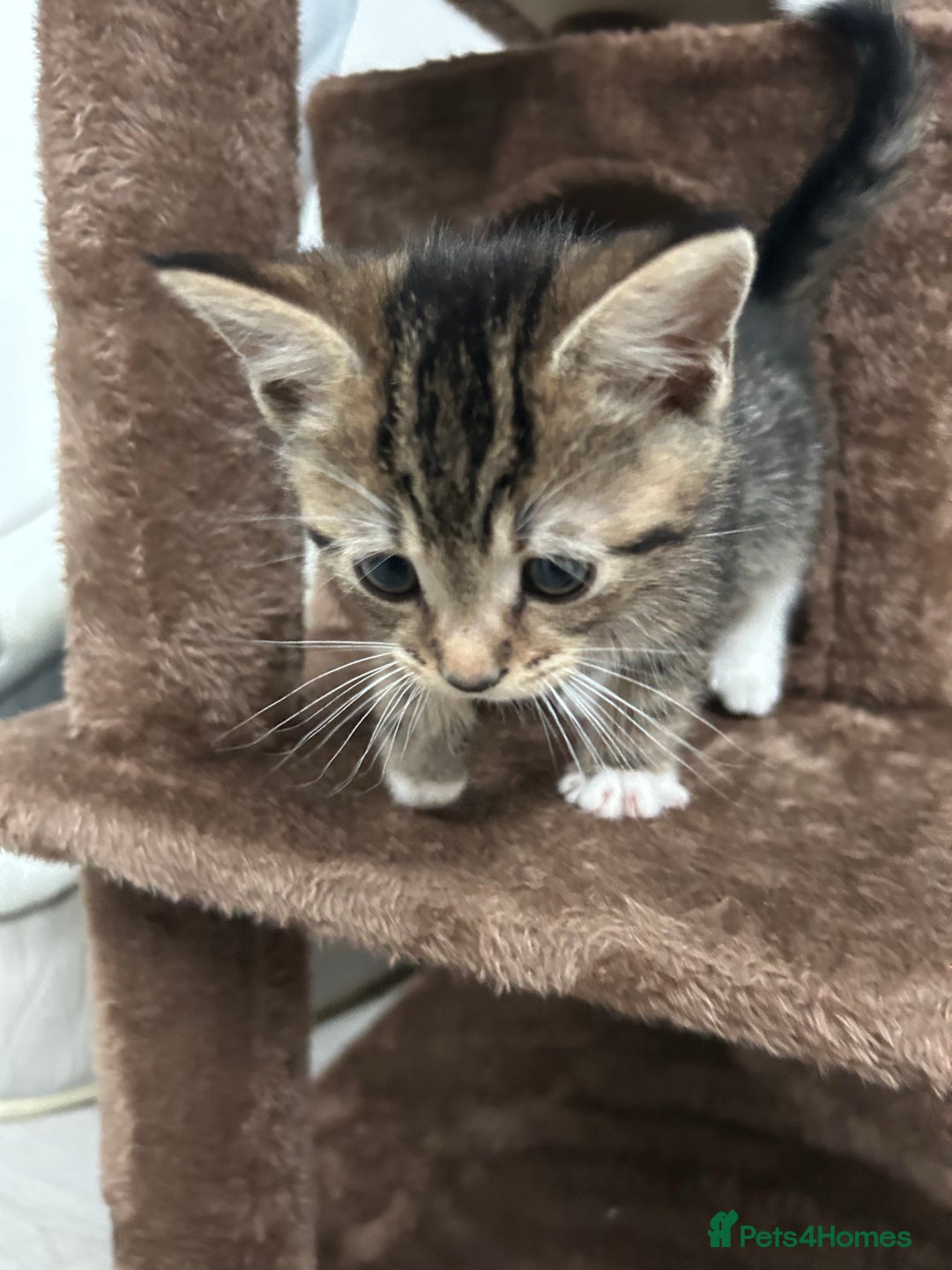 Mixed Breed cats for sale: 7 week kitten for sale - Advert 2