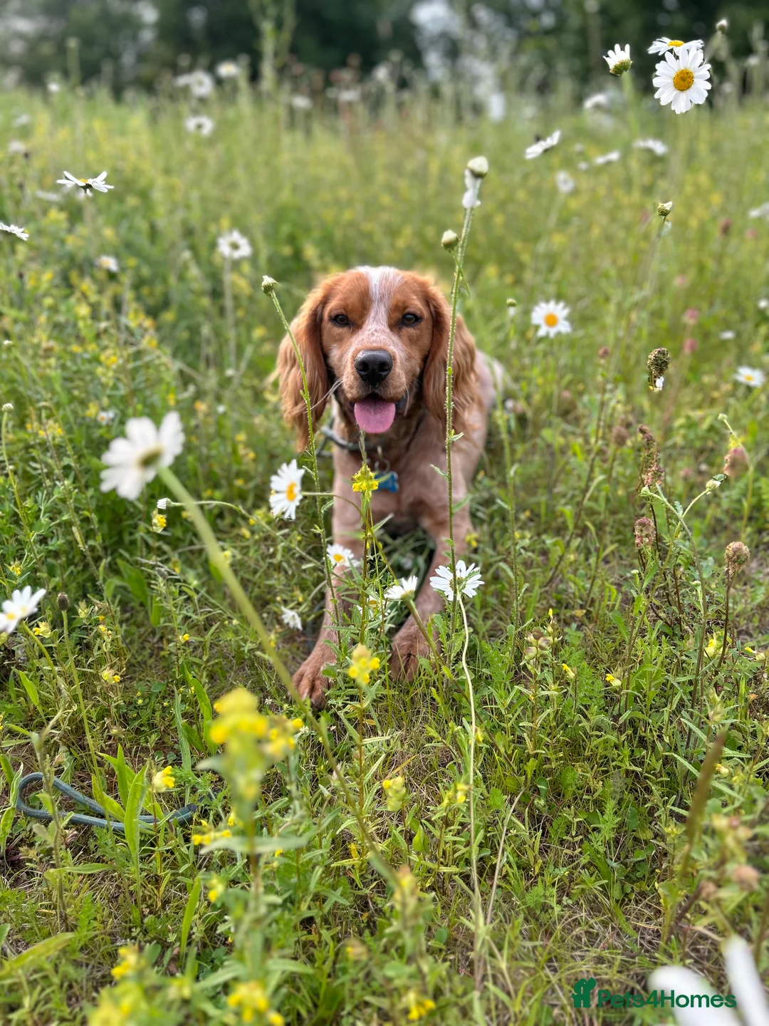 Cocker Spaniel dogs for stud: Working cocker spaniel for stud  in Worcester - Advert 3