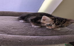 Mixed Breed cats for sale: Mixed breed kittens - available immediately  - Image 12