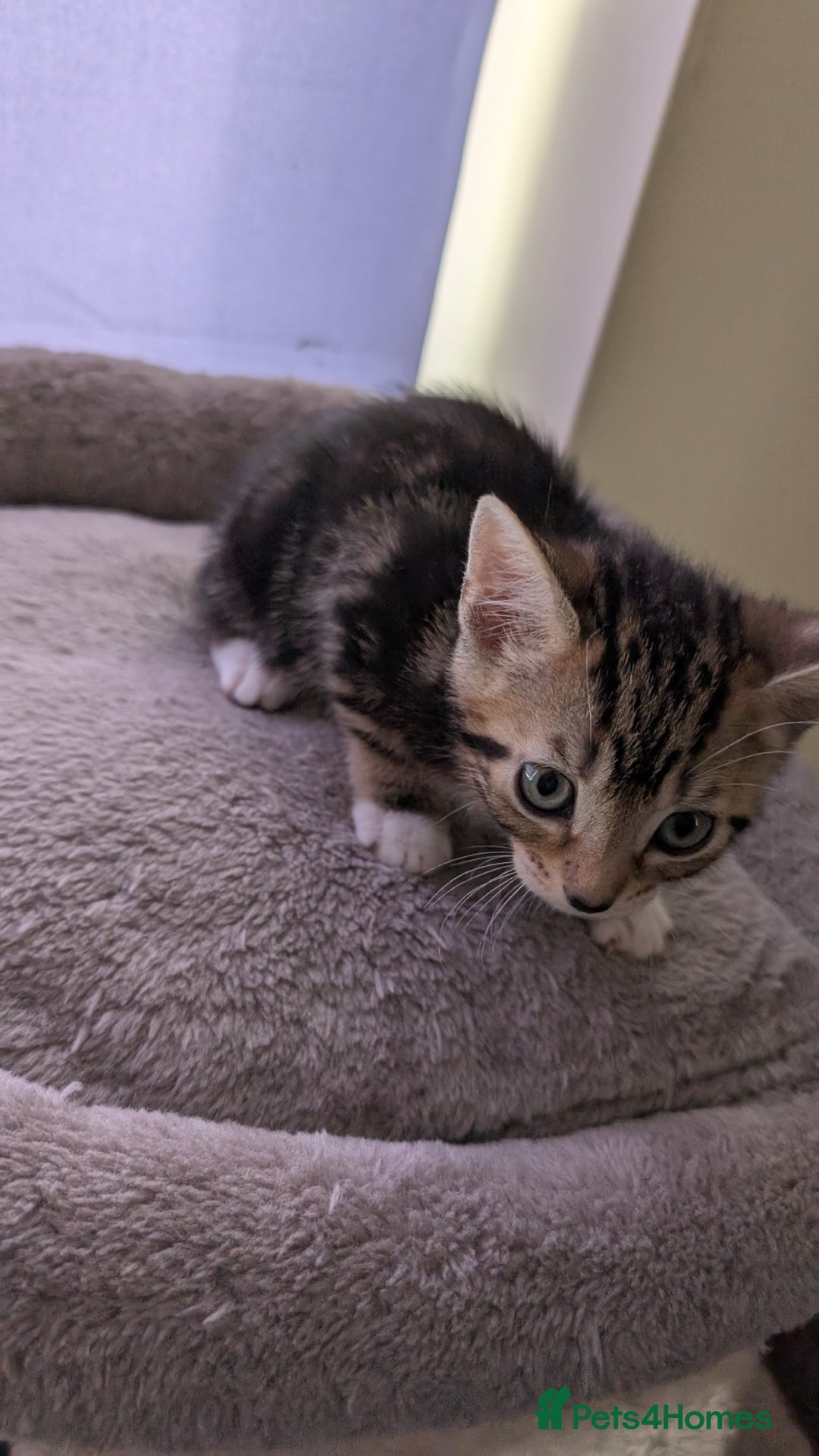Mixed Breed cats for sale: Mixed breed kittens - available immediately  - Image 12