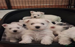 West Highland Terrier dogs for sale: KC Reg Quality West Highland Terrier Puppies  - Image 3