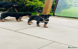 Rottweiler dogs for sale: 5 beautiful Rottweiler X puppies  - Image 7